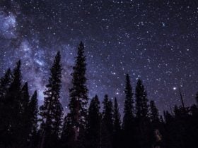 Night sky at a national park campground with many stars and the outline of evergreens against the night sky