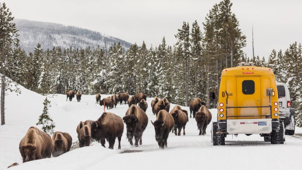 Pelatih salju melewati kawanan bison di Taman Nasional Yellowstone (Foto: NPS)