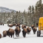 Snow coach passing a herd of bison in Yellowstone National Park (Photo: NPS)