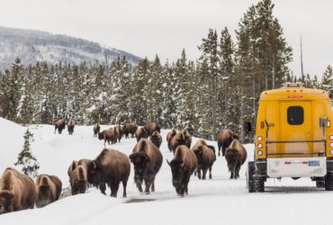 Snow coach passing a herd of bison in Yellowstone National Park (Photo: NPS)