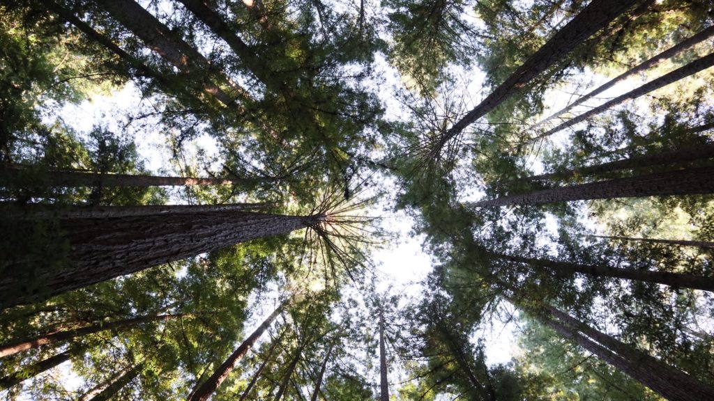 Armstrong Redwoods State Natural Reserve, Guerneville, California