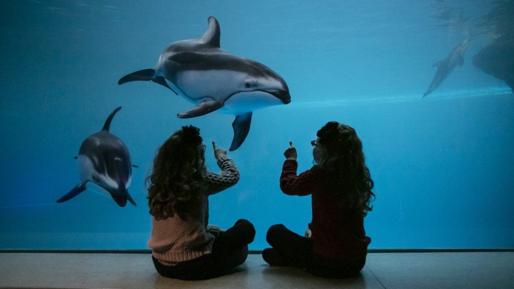 children watching dolphins at the Shedd Aquarium, a top Midwest vacation destination