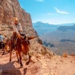 Grand Canyon mule ride from the South Rim (Photo: Shutterstock)