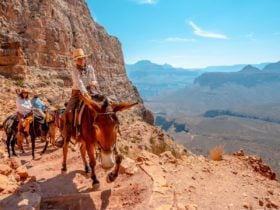 Grand Canyon mule ride from the South Rim (Photo: Shutterstock)