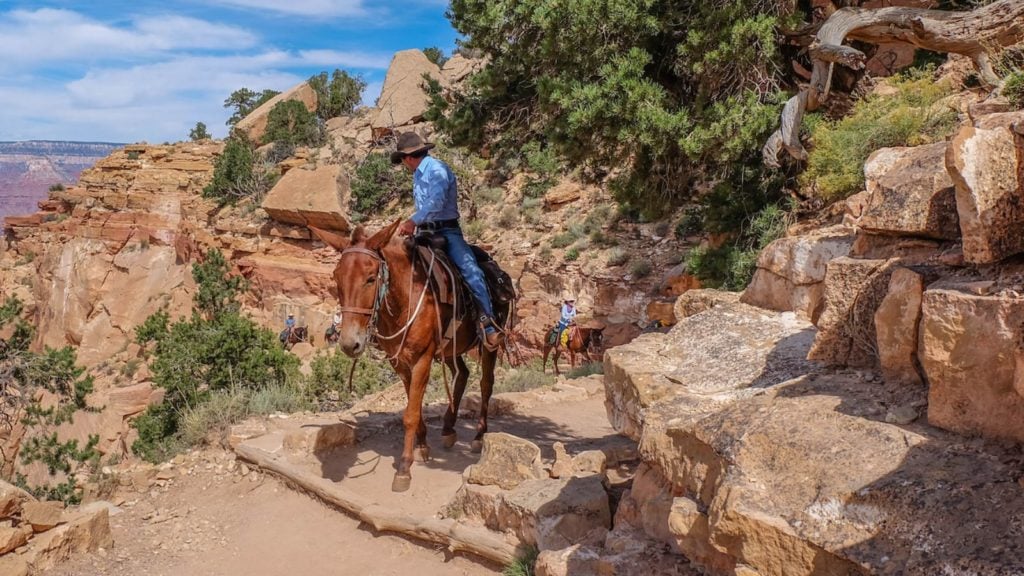Mules on the South Kaibob trail in the Grand Canyon (Photo: @rvoutlawz via Twenty20)