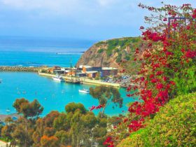 flowers, coastline, harbor, and water in Dana Point, California