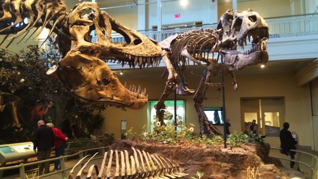 T-Rex at Carnegie Museum of Natural History (Photo: VisitPittsburgh)