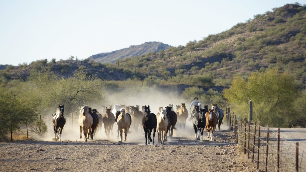 Horses running at Rancho de los Caballeros, an Arizona dude ranch