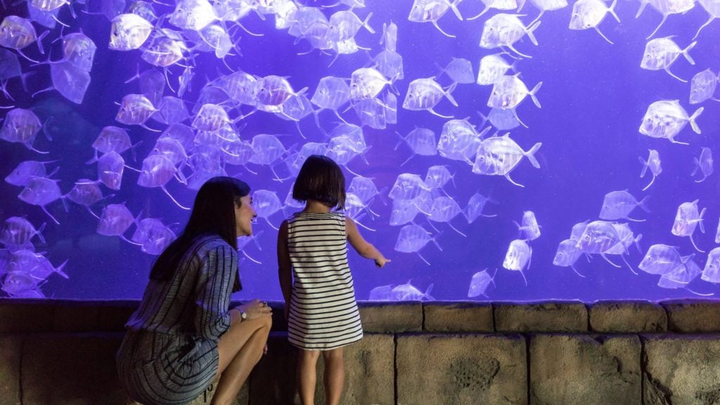 parent and child standing in front of glowing jellyfish at the Audubon Aquarium in New Orleans