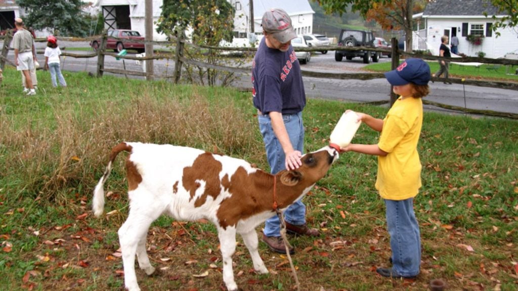 Feeding a calf at Hull-O Farms (Photo: Hull-O Farms)