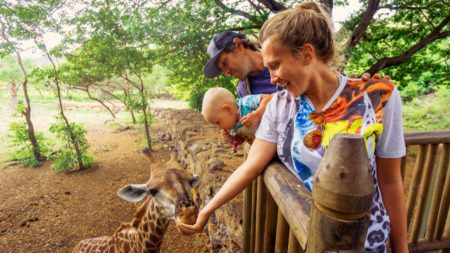 Young couple with a baby or toddler feeding a giraffe at the zoo (Photo: Shutterstock)
