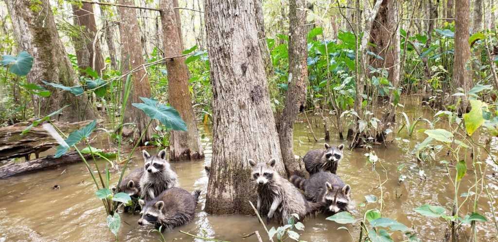 Raccoons gathered around a tree in the swamp near New Orleans as seen from a swap tour