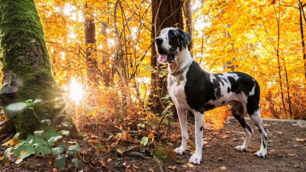 Dog enjoying a hike in the woods (Photo: @RLTheis via Twenty20)