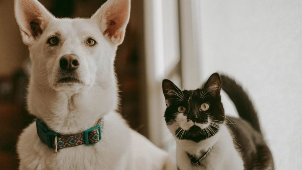 Some hotels welcome both cats and dogs (Photo: @jclavena via Twenty20)