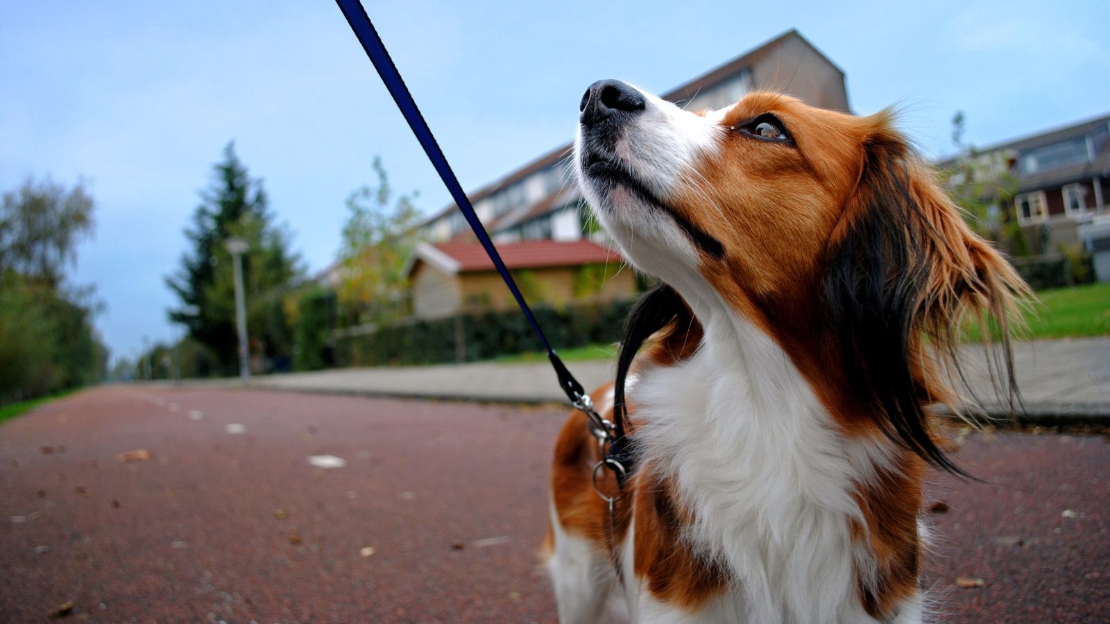 Walking a medium-sized dog (Photo: @carlo_vstek via Twenty20)