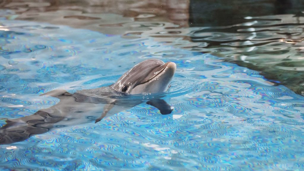 Clearwater Marine Aquarium in Clearwater (Photo: Clearwater Marine Aquarium)