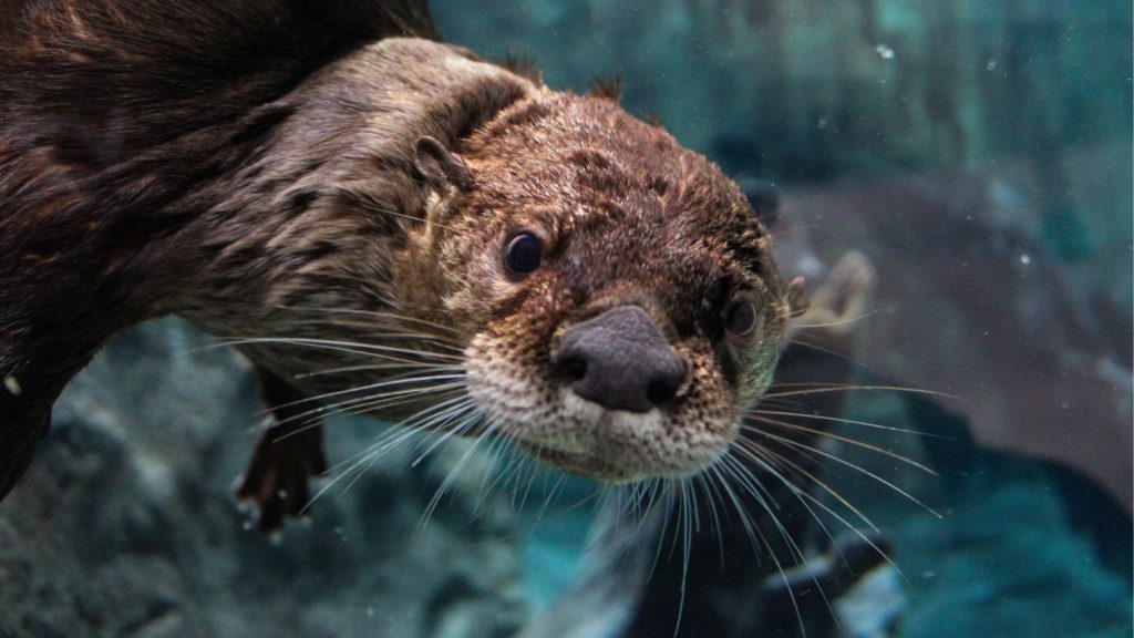 Mote Aquarium in Sarasota (Photo: VisitSarasota.com)