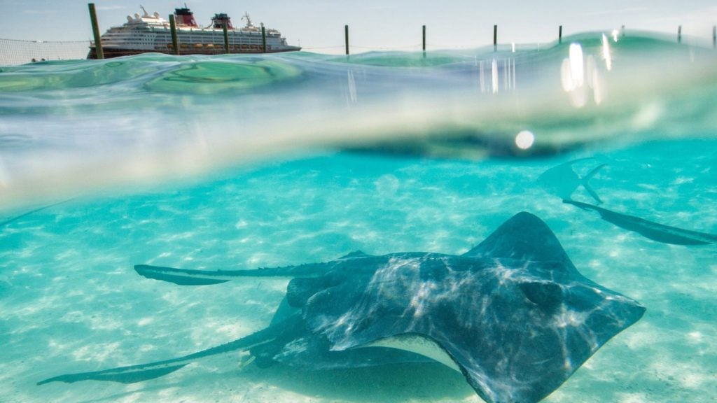 Snorkeling dengan ikan pari adalah salah satu dari banyak petualangan pelabuhan yang ditawarkan di Castaway Cay (Foto: Disney Cruise Line)