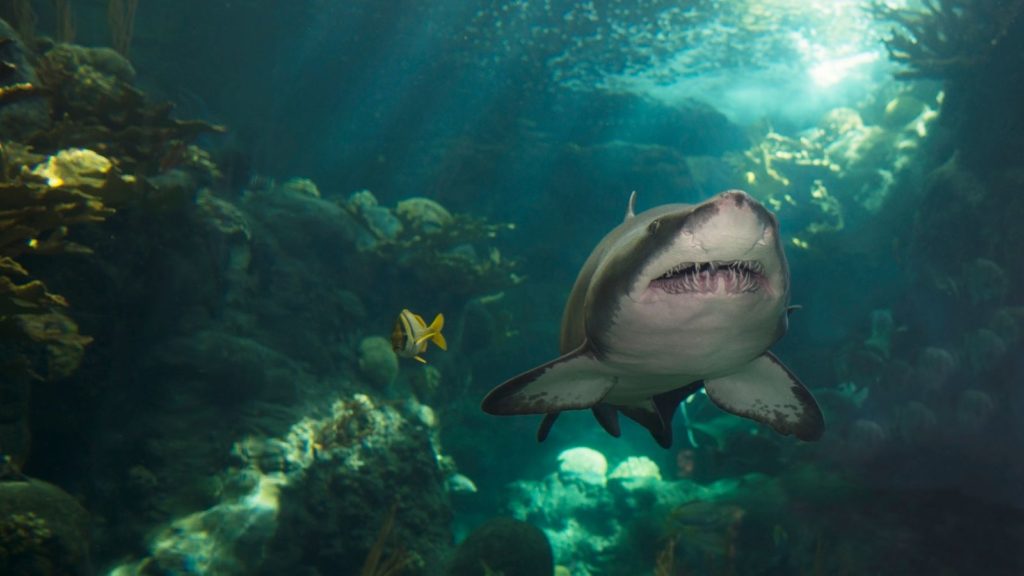 The Florida Aquarium in Tampa (Photo: The Florida Aquarium)