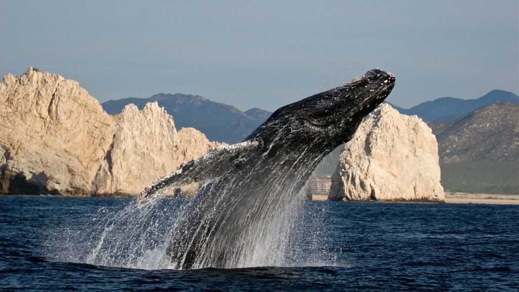 Whale breaches the water near Los Cabos, Mexico (Photo: Visit Los Cabos)