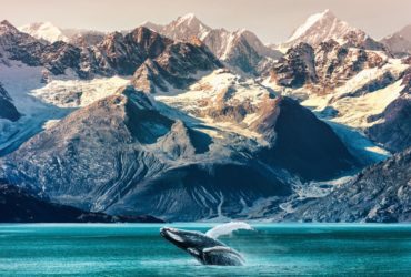 Whale in Alaska (Photo: Shutterstock)