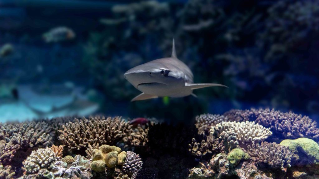 hiu dan spesies laut lainnya di pameran Blacktip Reef