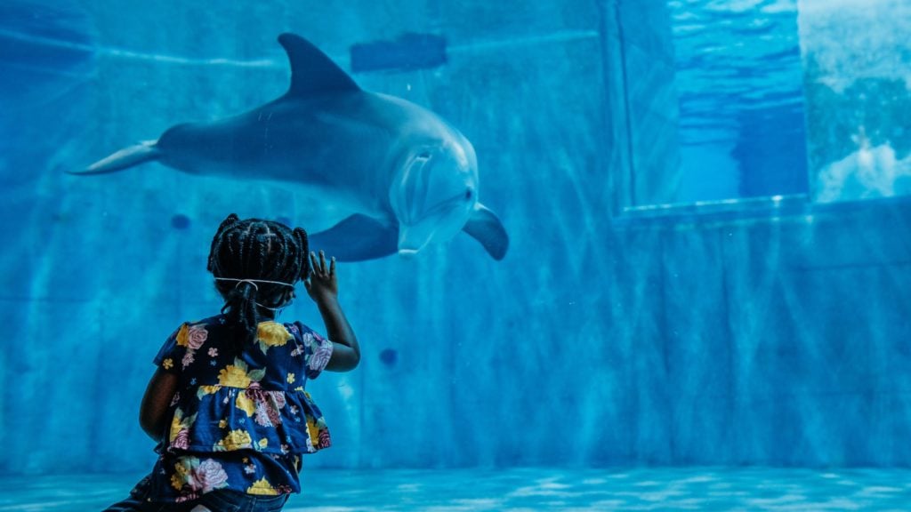 anak laki-laki menonton Hope the dolphin di Clearwater Marine Aquarium