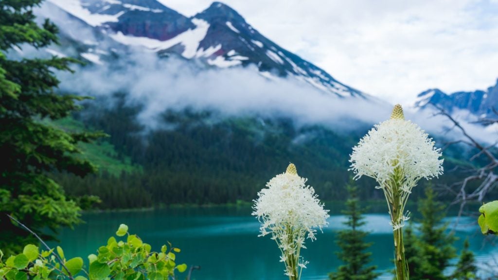 Bunga liar Beargrass di Danau Grinnel di Taman Nasional Glacier (Foto: Shutterstock)
