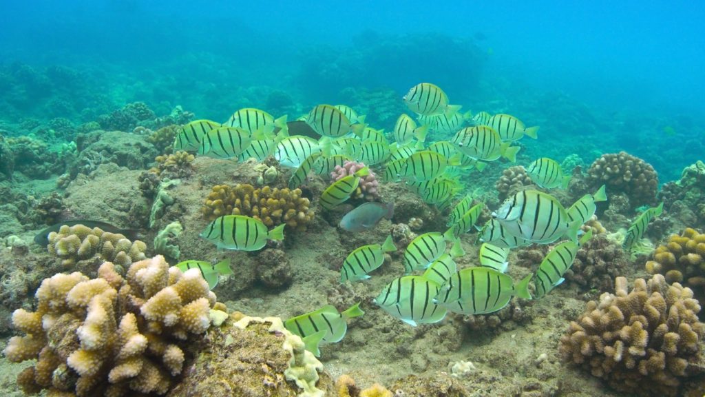 Underwater scene of fish at Convict Tang at Hulopoe Bay on Lanai