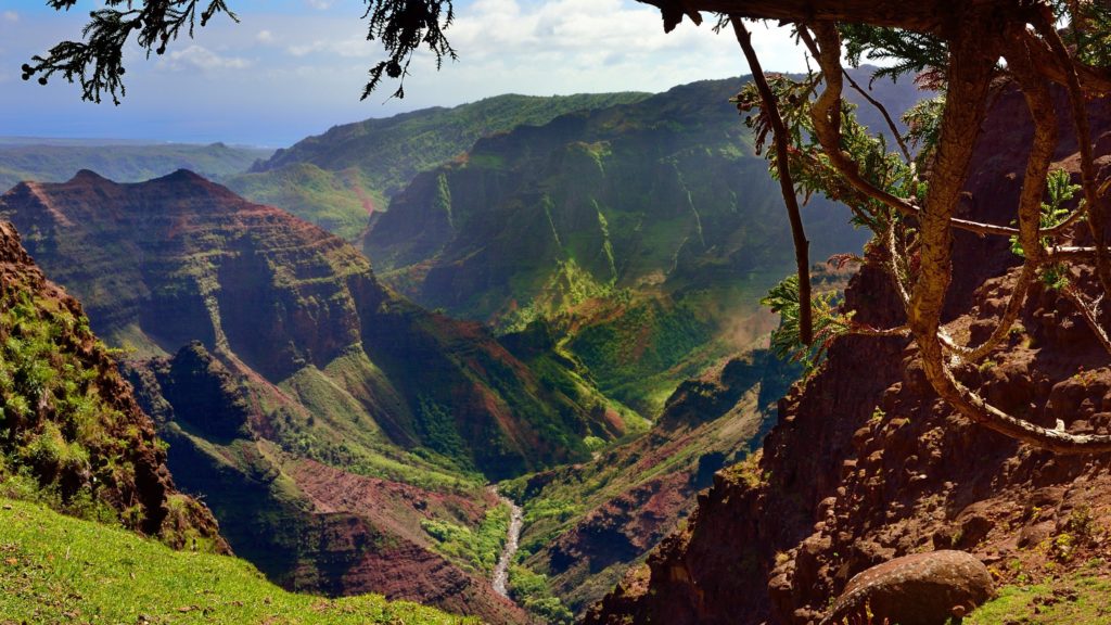 View of tree and outlook over Waimea Canyon on Kauai, a popular Hawaii vacation destination