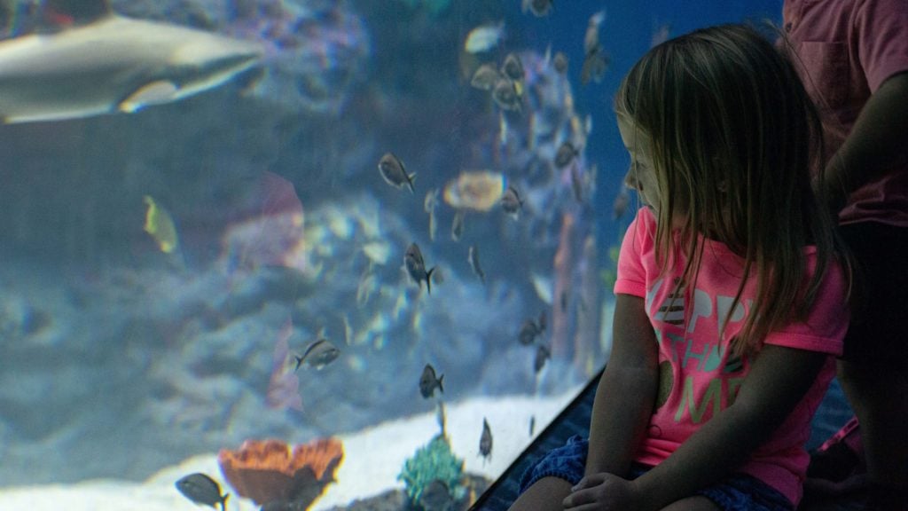 Child watching fish in large tank at the Mississippi Marine Aquarium