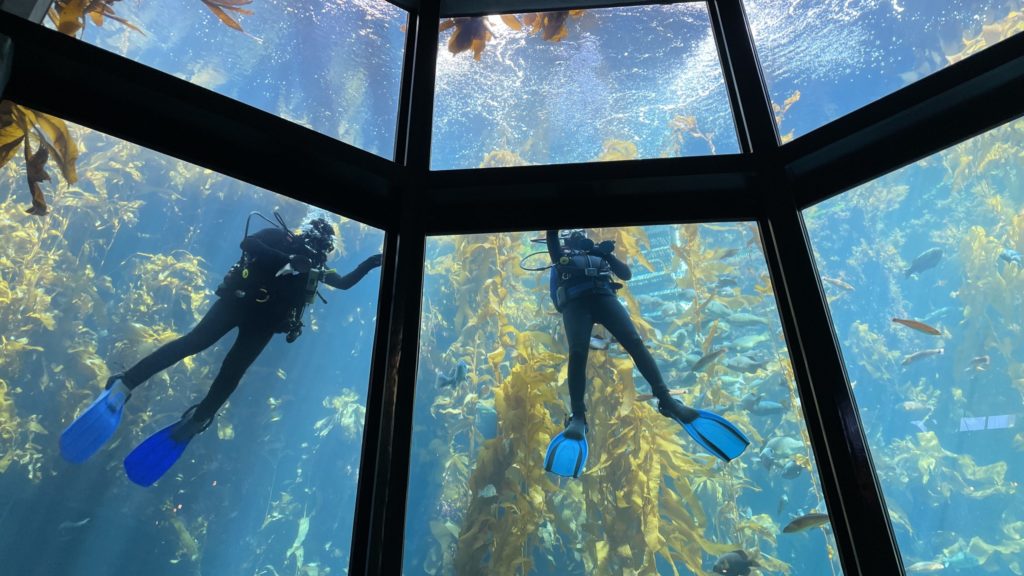Scuba divers in the kelp forest at the Monterey Bay Aquarium