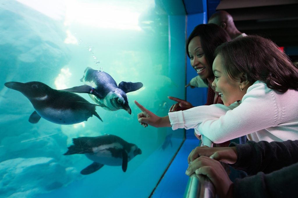 orang tua dan anak-anak menonton penguin berenang di Mystic Aquarium