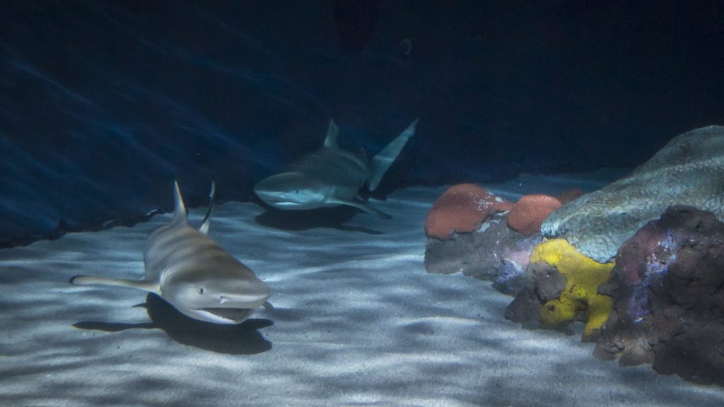 hiu berenang di habitat besar di Aquarium of the Pacific