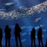 people standing in front of a dimly lit aquarium full of shining schools of fish at the Monterey Bay Aquarium