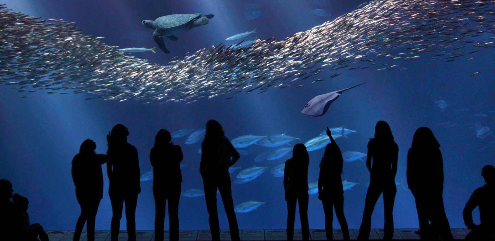 people standing in front of a dimly lit aquarium full of shining schools of fish at the Monterey Bay Aquarium