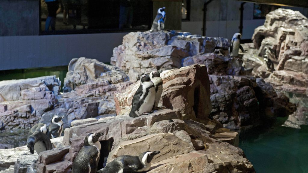 Penguins in the penguin habitat at the New England Aquarium