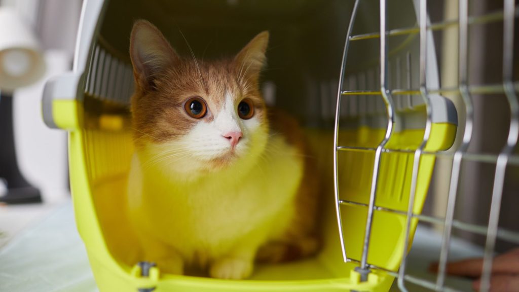 Cat in a pet carrier (Photo: Envato)