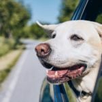 Dog in car (Photo: Envato)