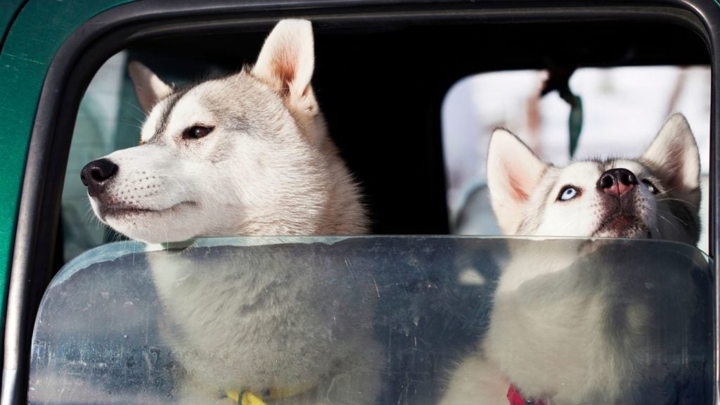 Dogs looking out a car window (Photo: Envato)