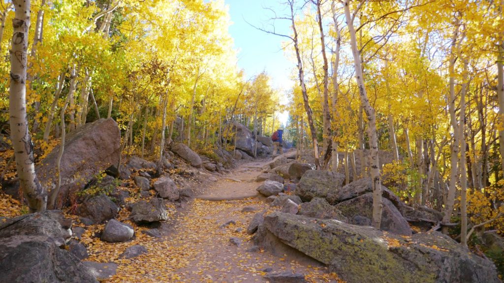 Yellow aspens line the trails at Rocky Mountain National Park in the fall (Photo: National Park Service)