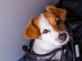 Dog in travel carrier (Photo: Envato)