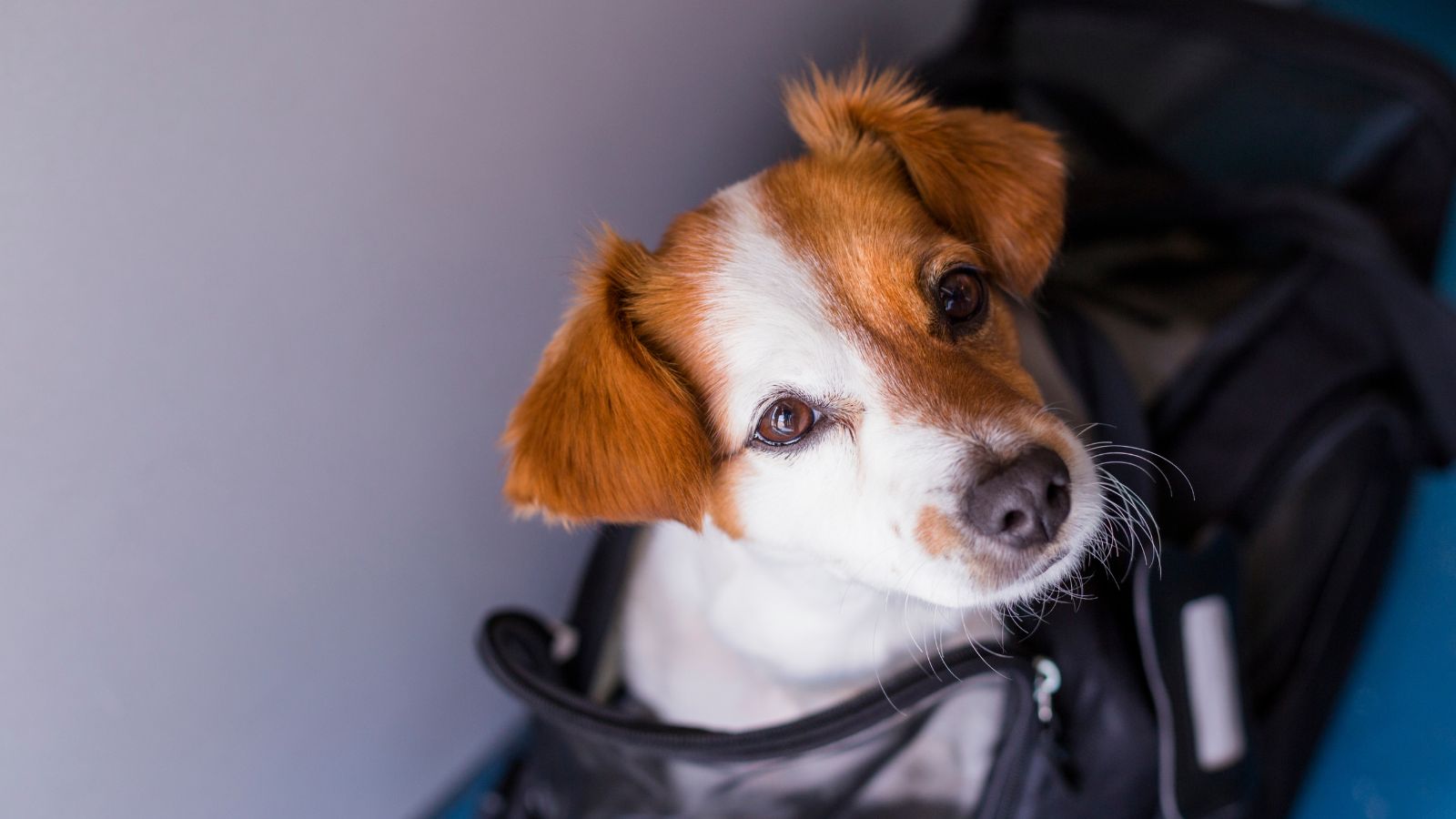 Dog in travel carrier (Photo: Envato)