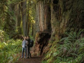 couple walking in the redwoods on a romantic Northern California getaway