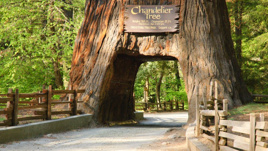 The Chandelier Drive-Thru Tree in Leggett