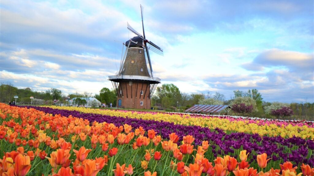 Dutch windmills and tulips in Holland, Michigan