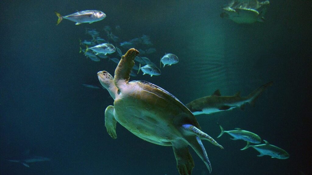 sea turtle swimming in an exhibit at the kid-friendly Mandalay Bay Shark Reef Aquarium