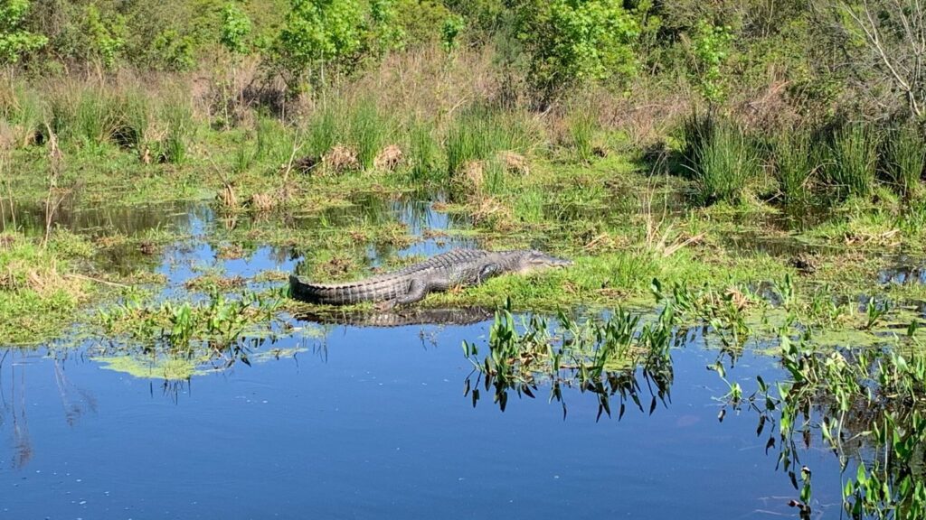 Paynes Prairie Preserve State Park (Photo: Beth Luberecki)