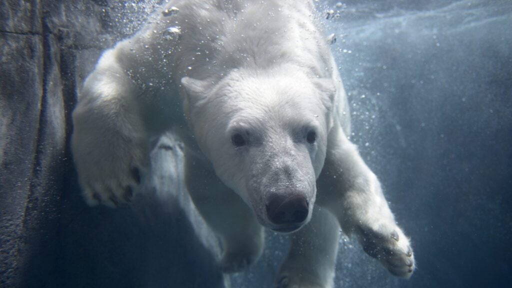 polar bear swimming at the St. Louis Zoo