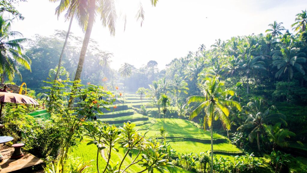 View of Tegalalang rice terraces in Ubud, Bali